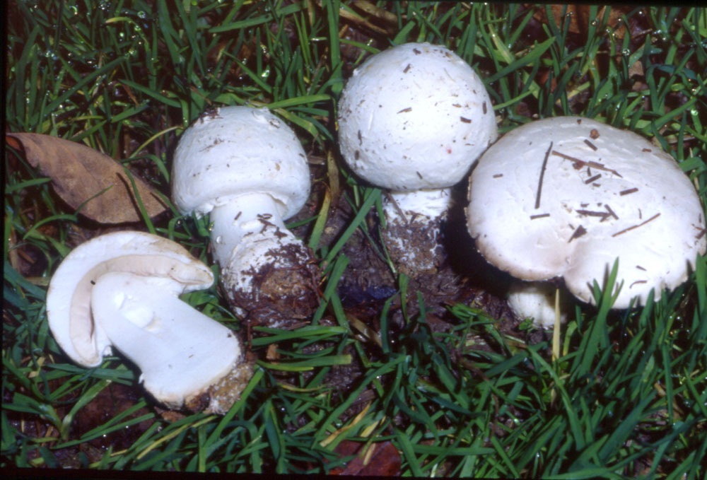 Agaricus? 01.08.06